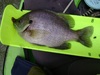 Gill thumb