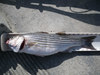 Striper 1 thumb