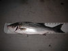 Striper3 thumb
