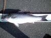 Striper 3 28 thumb
