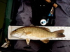 Smallie2010 thumb
