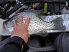 Crappie1 640 thumb