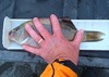 Striped perch caught from the yak thumb