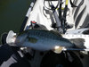 Lmb pic1 thumb