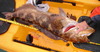 Dsc0727539incher thumb