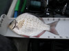 Perch1 thumb