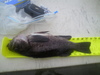 18 black sheltercove thumb