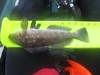 Fishing pics 4 5 2010 023  1600x1200  thumb