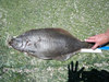 Halibut1 thumb