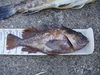 6 13 2010 fish 009 thumb