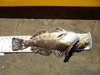 6 13 2010 fish 004 thumb