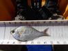 Perch3 thumb