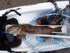 Lingcod1 thumb