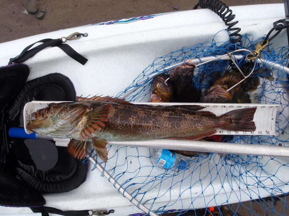 Lingcod1