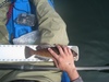 Greenling whole thumb