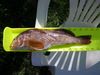 Greenling thumb