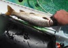 The trout that blessed me thumb