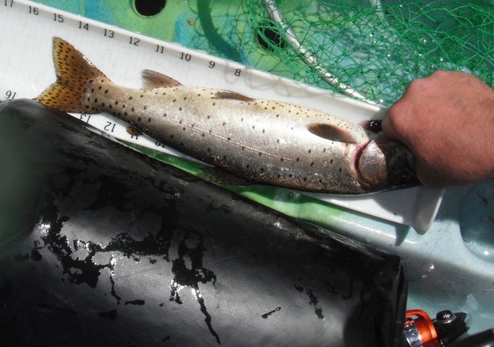 The trout that blessed me