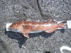 Overall live fish thumb