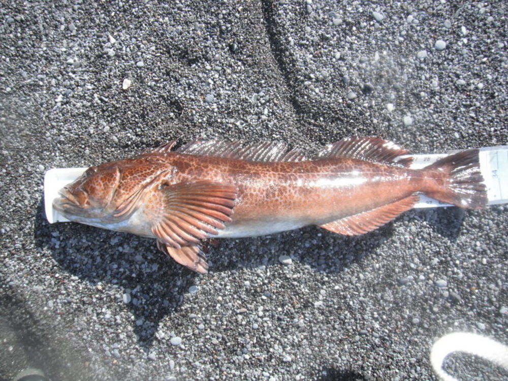 Overall live fish