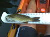 Image0032 thumb