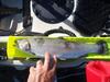 Pardee trout 18   8 30 10 thumb