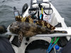23.5 inch cabezon1 thumb