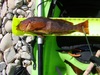 Greenling thumb