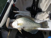 Big crappie1 thumb