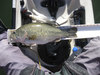 20 inch lmb1 thumb
