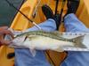 Spotted bass 1 thumb