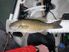 18 inch smb1 thumb