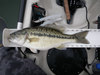 18 inch spotted thumb