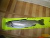 Tulloch1228trout2 thumb