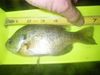 Tulloch1228bluegill thumb