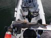 2011 catfish1 thumb