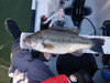 2011 lmb1 thumb