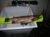 Amadortrout thumb