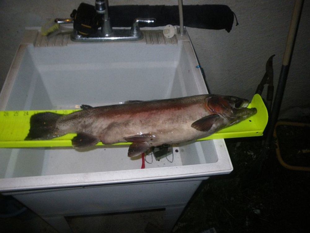 Amadortrout