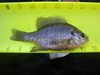 Sunfish thumb