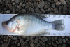 Crappie1 thumb