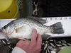 1 29 crappie 12.5  2 thumb