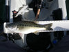 Spotted bass1 thumb