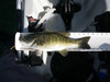 15.75 inch smallie thumb