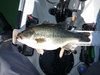 2011 lmb 20 incher1 thumb