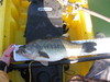 Fish festival and cl 003 thumb