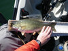 2011 smallie thumb