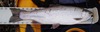 021711 american river 21 25in steelhead jrm thumb