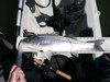 2011 striper1 thumb