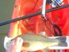 Bass1 thumb